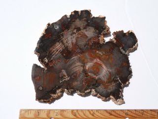 Red And Brown Hubbard Basin Full Round Slab,  5.  5 X 5 X.  5 Inch