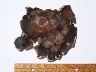 Red and Brown Hubbard Basin Full Round Slab,  5.  5 x 5 x.  5 inch 2