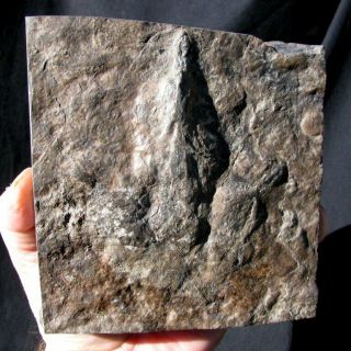 Extinctions - Large Grallator Dinosaur Track Fossil - Very Affordable