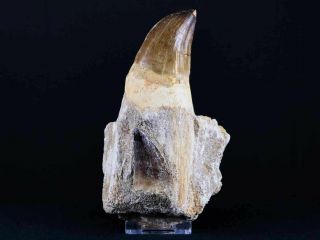 Xxl 5.  2 In Mosasaur Prognathodon Fossil Tooth Root Jaw Cretaceous Dinosaur Era