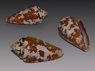Seashell Conus Curassaviensis Exceptional Shell Very Rare F,  /gem 39.  4 Mm