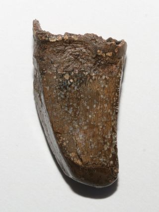 Nanotyrannus Tooth / Tyrannosaurus Rex - Fat Thick Hell Creek Formation Montana