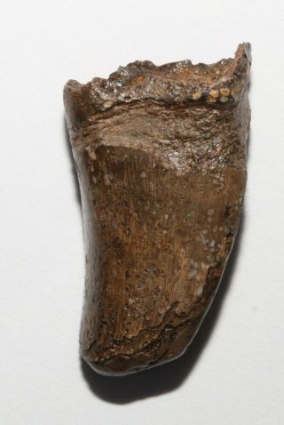 Nanotyrannus Tooth / Tyrannosaurus Rex - Fat Thick Hell Creek Formation Montana 2