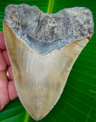 Megalodon Shark Tooth 5 & 1/16 - Real Fossil - Huge Size - No Restorations
