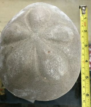 Big Clypeaster Italy Echinoid Fossil Sea Urchin Miocene.  Measuments Are In Pics
