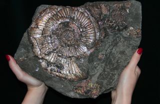 Rare Ammonite Dichotomosphinctes Amoeboceras And Fossil Fish Oxfordian