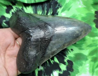 Megalodon Sharks Tooth 5 1/8  inch NO RESTORATIONS fossil sharks tooth teeth 3