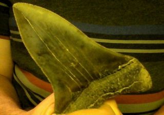 Megalodon " Large " Fossilized Sharks Tooth Found Off Drum Point,  Md,  Late 1980 S