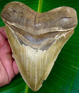 Megalodon Shark Tooth Over 5 & 3/8 In.  Huge Size - Serrated - No Restorations