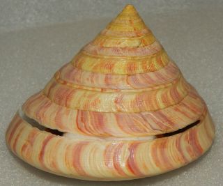 Seashell Entemnotrochus Rumphii 110x96mm W/o Still Rare