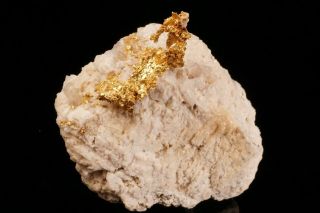 Old Native Gold Crystal On Matrix 16 To 1 Mine,  California
