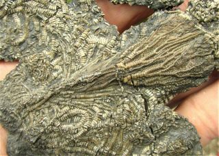 Rare Complete 3d Crinoid 124mm Fossil Uk Jurassic Pentacrinites Charmouth Dorset