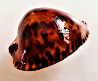 Seashell Cypraea Friendii Vercoi F.  Tortoisensis Exceptional Tortoise - Shell Shell