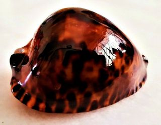 Seashell Cypraea friendii vercoi f.  tortoisensis Exceptional Tortoise - Shell shell 2