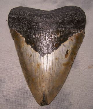 Megalodon Tooth 5 11/16 " Shark Teeth Fossil Jaw Megladon Scuba Dive Meg Massive