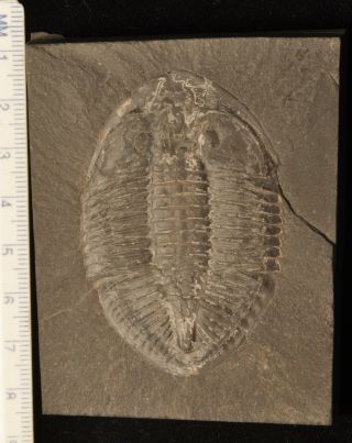 Fossil Trilobite - Pseudogygites Lattimarginatus From Ontario 3