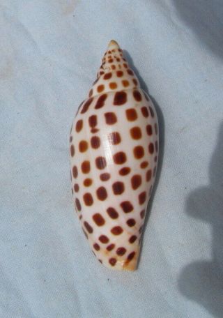 Scaphella Junonia 97mm Volute Voluta Seashell