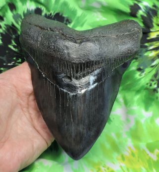 Megalodon Sharks Tooth 6 1/16  Inch Fossil Sharks Teeth Tooth