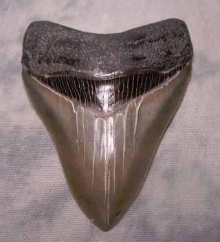 Megalodon Tooth 3 15/16 " Shark Teeth Fossil Megladon Scuba Dive Meg Xl Gorgeous