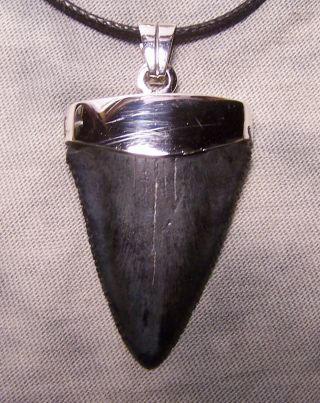Great White Shark Tooth 2 1/8 " Teeth Fossils Sterling Silver Pendant Megalodon