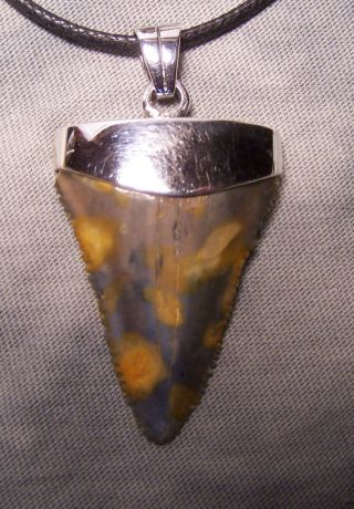 Awesome 2 1/8 Great White Shark Tooth Teeth Sterling Silver Pendant Megalodon