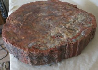 Very Large,  Arizona Petrified Wood Round from ESTATE 67 LBS 18 