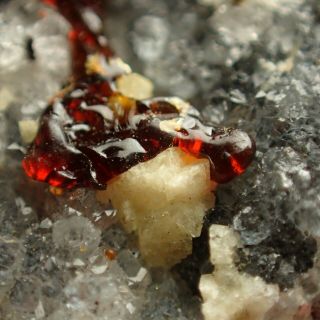 Drop Of Duxite On Petrified Wood Rare Variety Of Amber Czech Republic