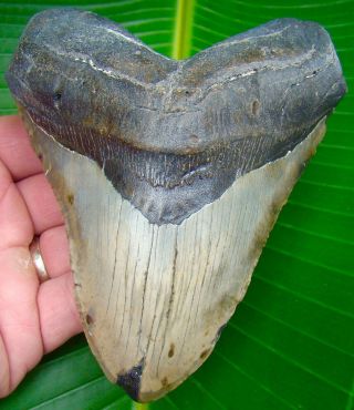 Megalodon Shark Tooth - Xl 5 & 7/16 In.  Huge Size - No Restorations - 3/4 Pound