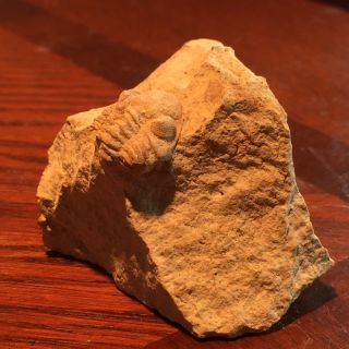 Rare Museum Quality Fine Trilobite Matrix Death Plate Fossil Kankakee,  Illinois 2