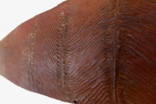 Old Australian Aboriginal Desert Shield Incised Hand Carved Wunda
