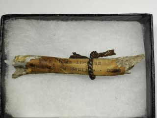 Dodo Chicken Bird Rare Bone Fossil Skull Taxidermy High Museum Quality Age Tooth