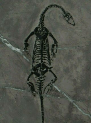 Huge Keichousaurus Real Reptile Fossil,  Toes And Tail 2 Repair