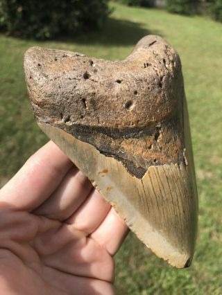 Huge 5.  48” Megalodon Tooth Fossil Shark Teeth 2