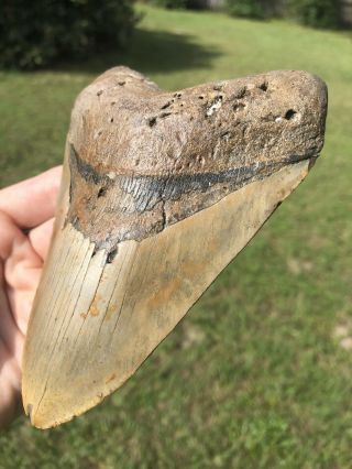 Huge 5.  48” Megalodon Tooth Fossil Shark Teeth 3