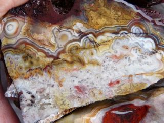 Rimrock: 3.  85 Lbs Mexican Crazy Lace Agate Rough