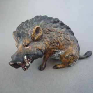 Vintage/antique Cold Painted Bronze Wild Boar/pig Austrian/vienna ? Maker 