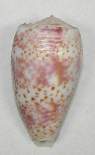 Conus Adamsonii 36.  60mm Choice Very Rare Gem Aitutaki,  Cook Islands