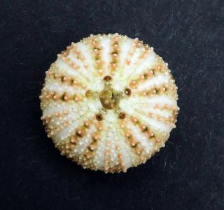 Extremely Rare Trigonocidaris Micropora 13.  4 Mm Philippines Sea Urchin