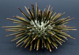 With Spines Outstanding Heliocidaris Tuberculata 82.  5 Mm Australia Sea Urchin