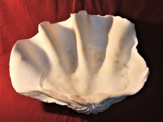 GIANT CLAM,  Tridacna Gigas Natural Sea Shell 18 1/4 X 13 2