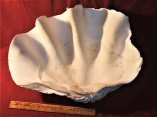 GIANT CLAM,  Tridacna Gigas Natural Sea Shell 18 1/4 X 13 3