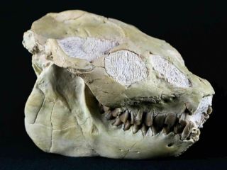 Leptauchenia Decora Oreodont Fossil Skull Bone Teeth Badlands Sd Late Oligocene