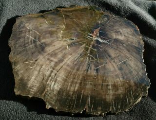 Woodworthia Sp.  Petrified Wood Slab,  Upper Triassic,  Chinle Fm. ,  Utah