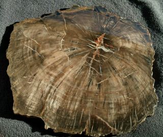 Woodworthia sp.  Petrified Wood Slab,  Upper Triassic,  Chinle Fm. ,  Utah 2