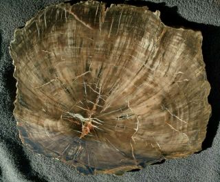 Woodworthia sp.  Petrified Wood Slab,  Upper Triassic,  Chinle Fm. ,  Utah 3
