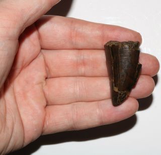 Tyrannosaurus Rex Tooth T.  Rex T - Rex 1 5/8 Inches Hell Creek Formation Cretaceous