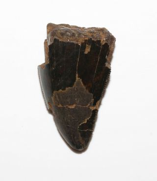 TYRANNOSAURUS REX TOOTH T.  rex T - Rex 1 5/8 INCHES Hell Creek Formation Cretaceous 3