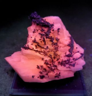WOW - Native Silver Dyscrasite crystals on Fluorescent Calcite,  mine Morocco 3