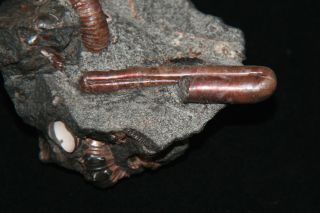 Ammonite Rare Ptychoceras,  Nodosohoplites,  Acahanthoplites,  Fossil