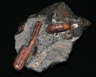 Ammonite rare Ptychoceras,  Nodosohoplites,  Acahanthoplites,  Fossil 2